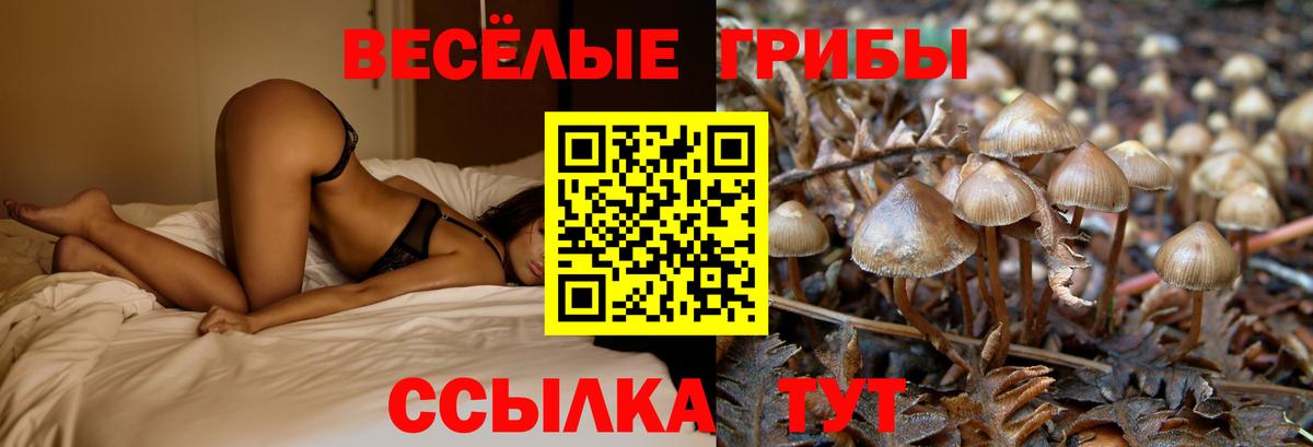 Галлюциногенные грибы Psilocybe Звенигород